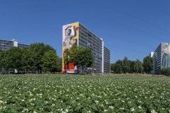 Murals Heerlen XXL'19  AZYR